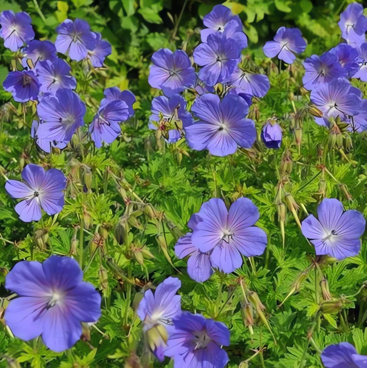 Превью изображения