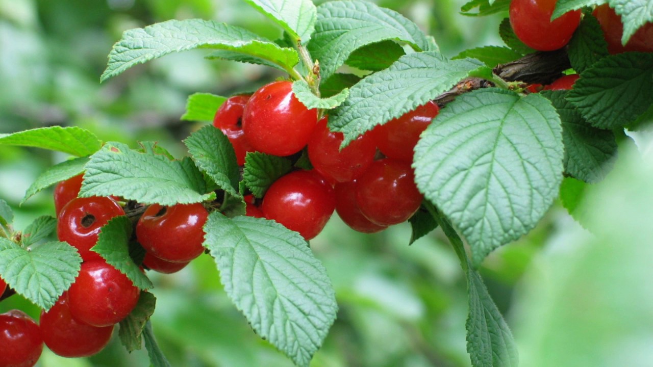 Превью изображения