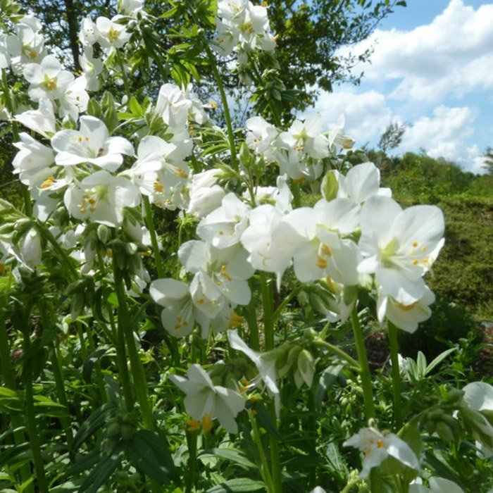 Превью изображения