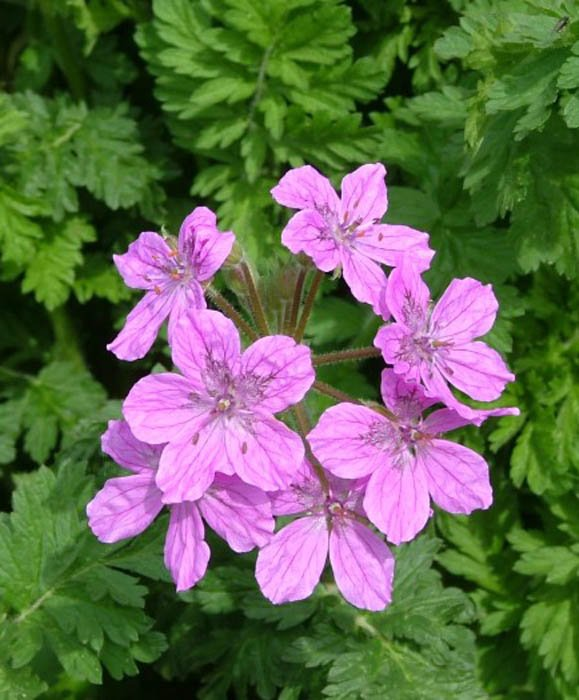 Превью изображения