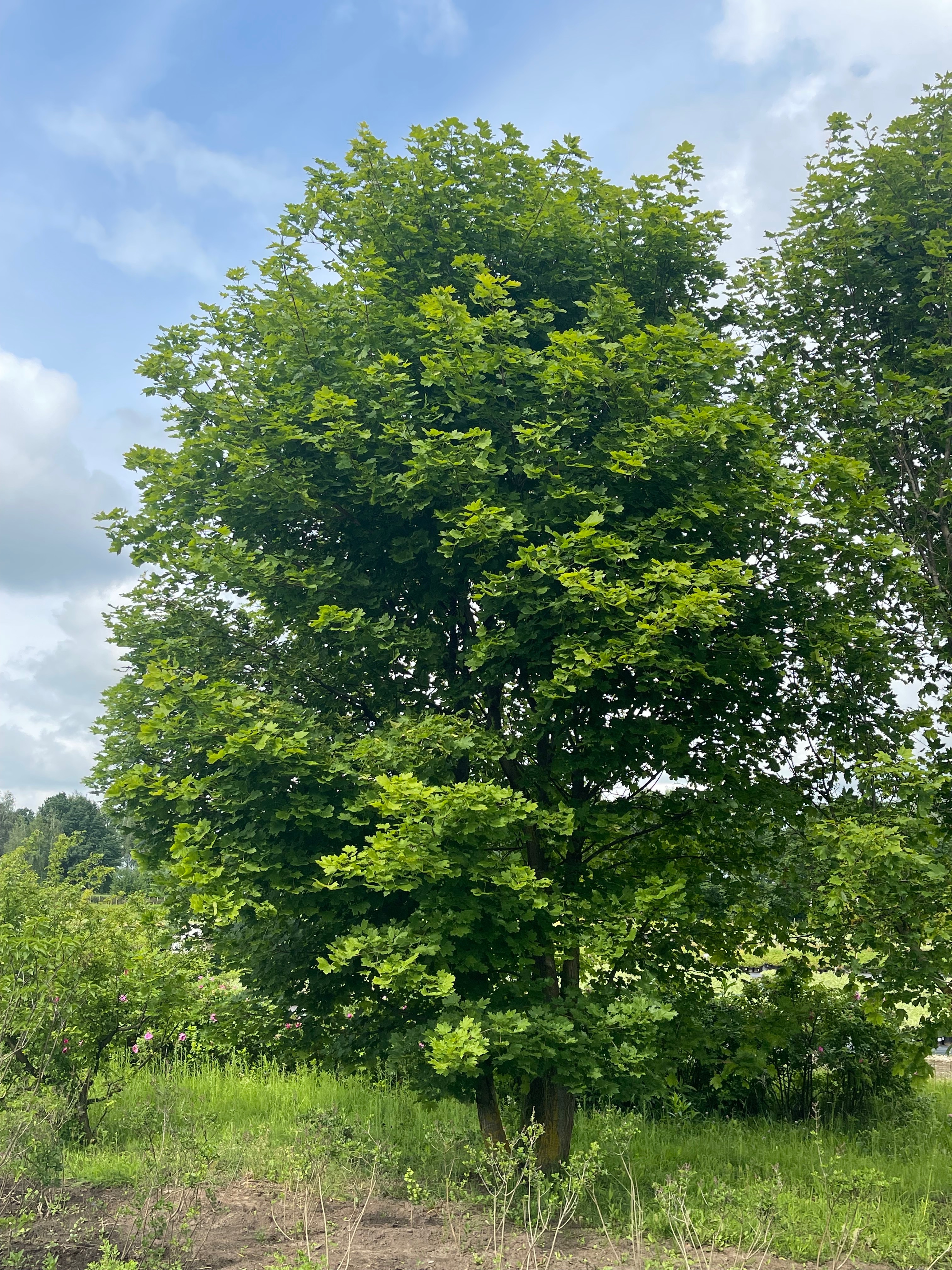 Превью изображения