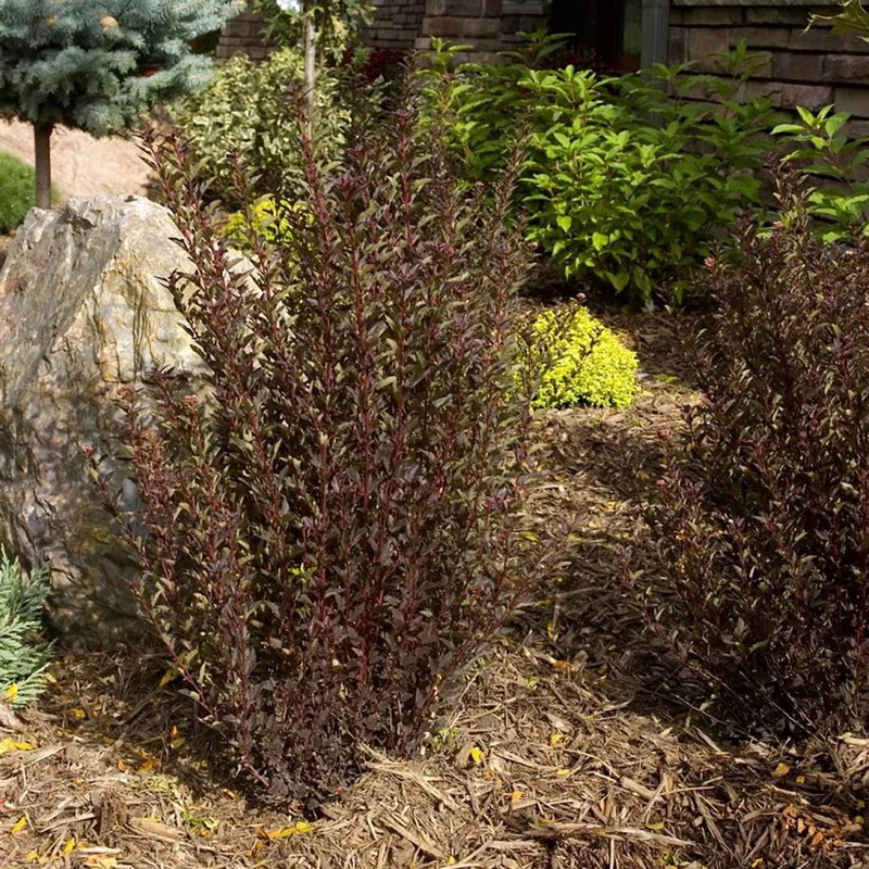 Превью изображения