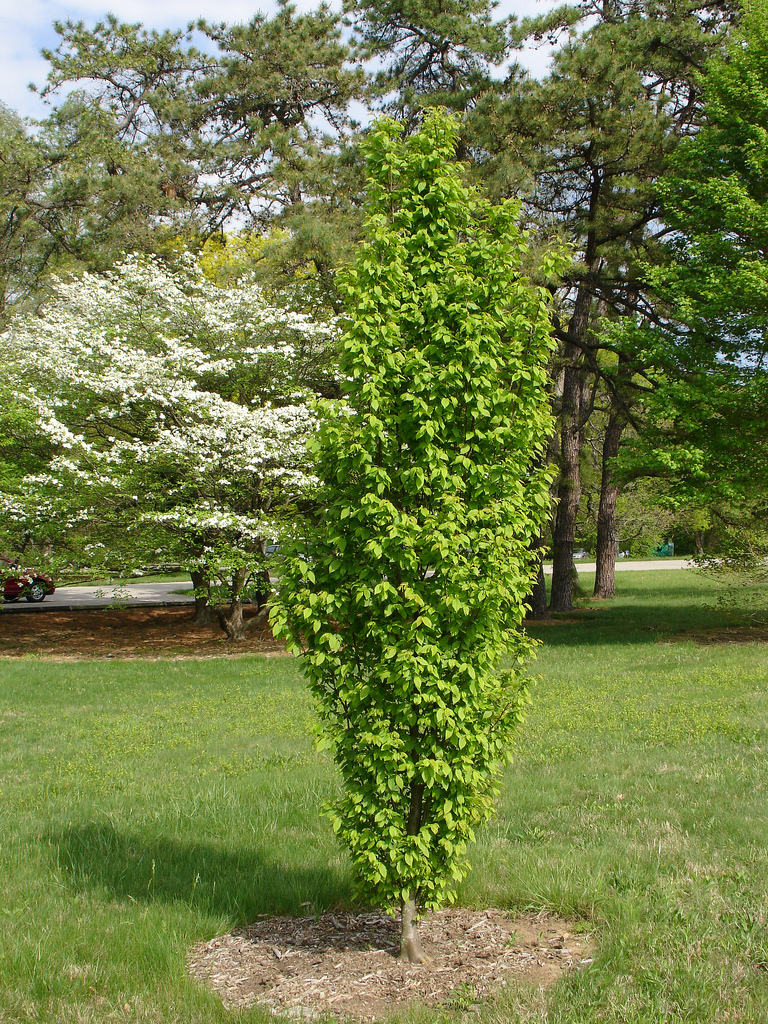 Превью изображения