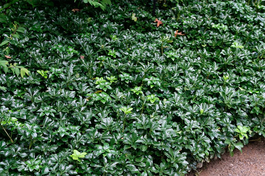 Превью изображения