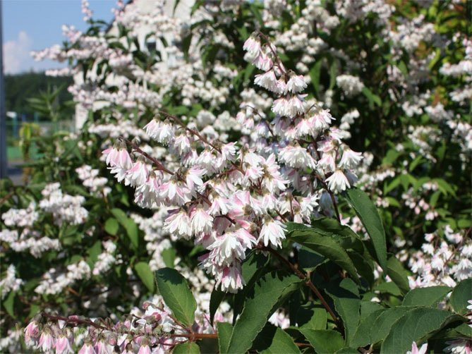 Превью изображения