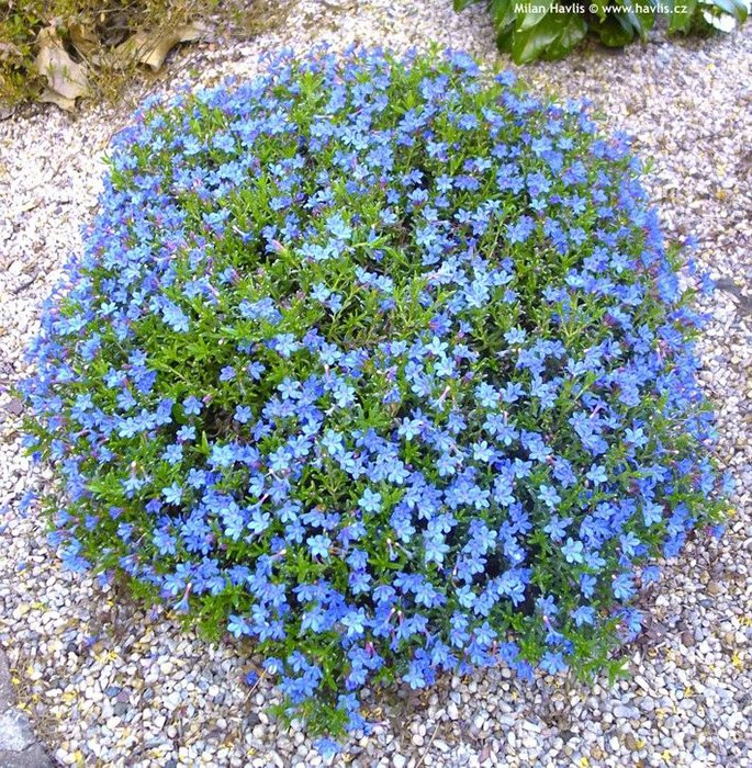 Превью изображения