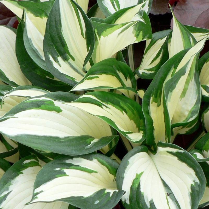 Превью изображения