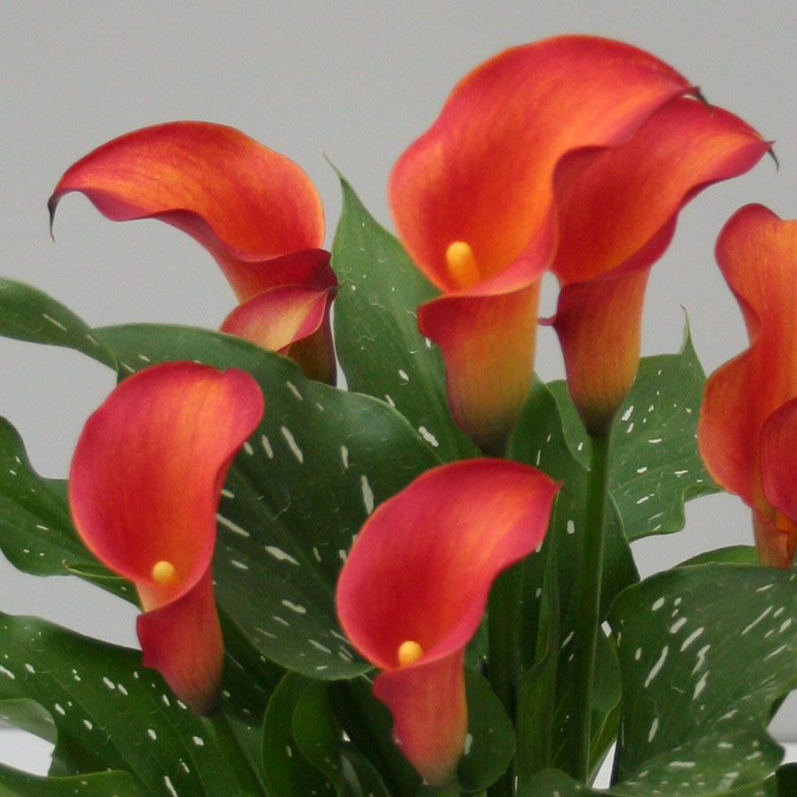 Превью изображения