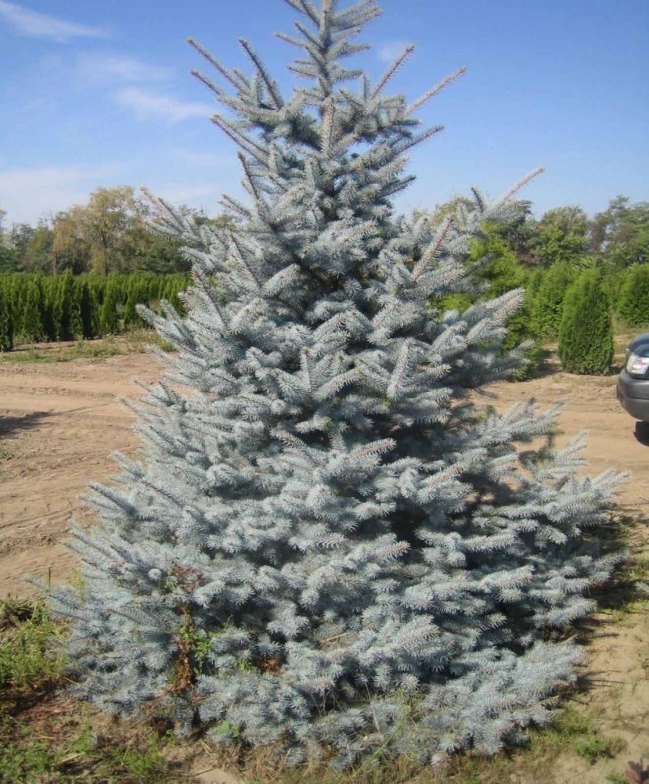 Превью изображения