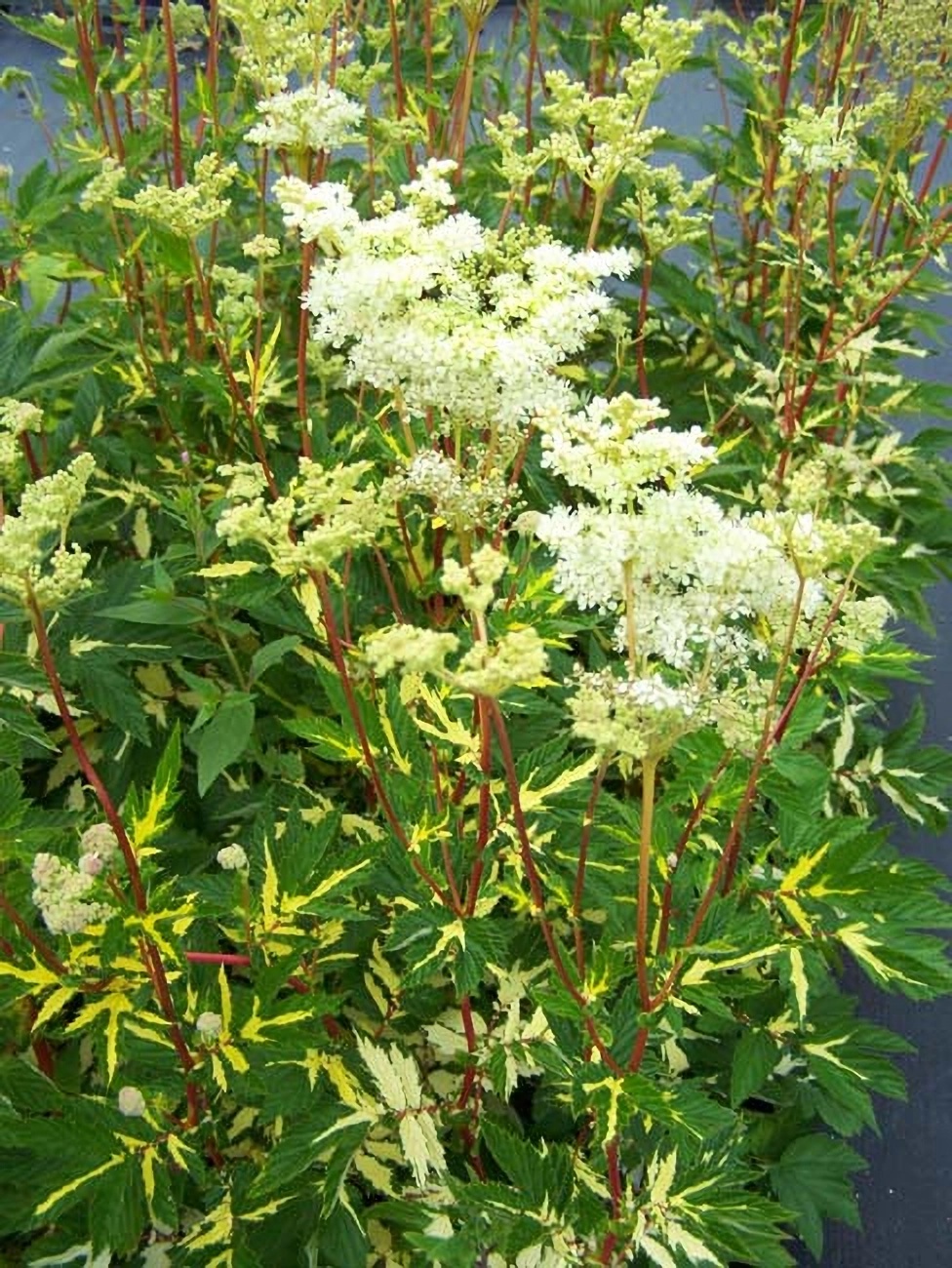 Превью изображения