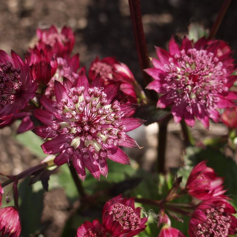 Превью изображения