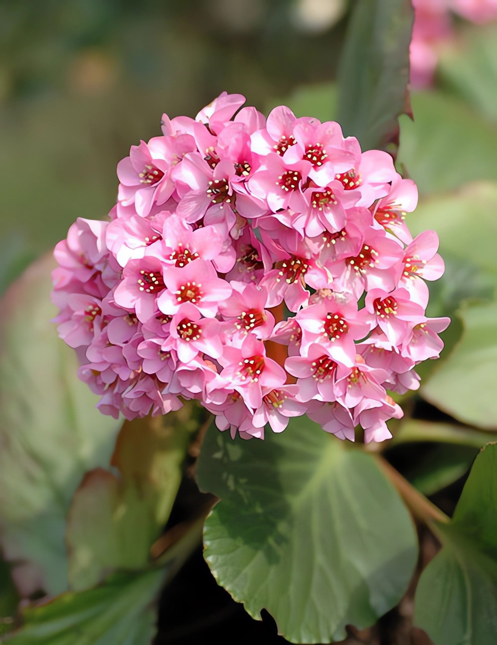 Превью изображения