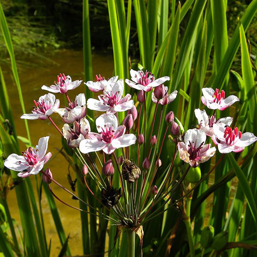 Превью изображения