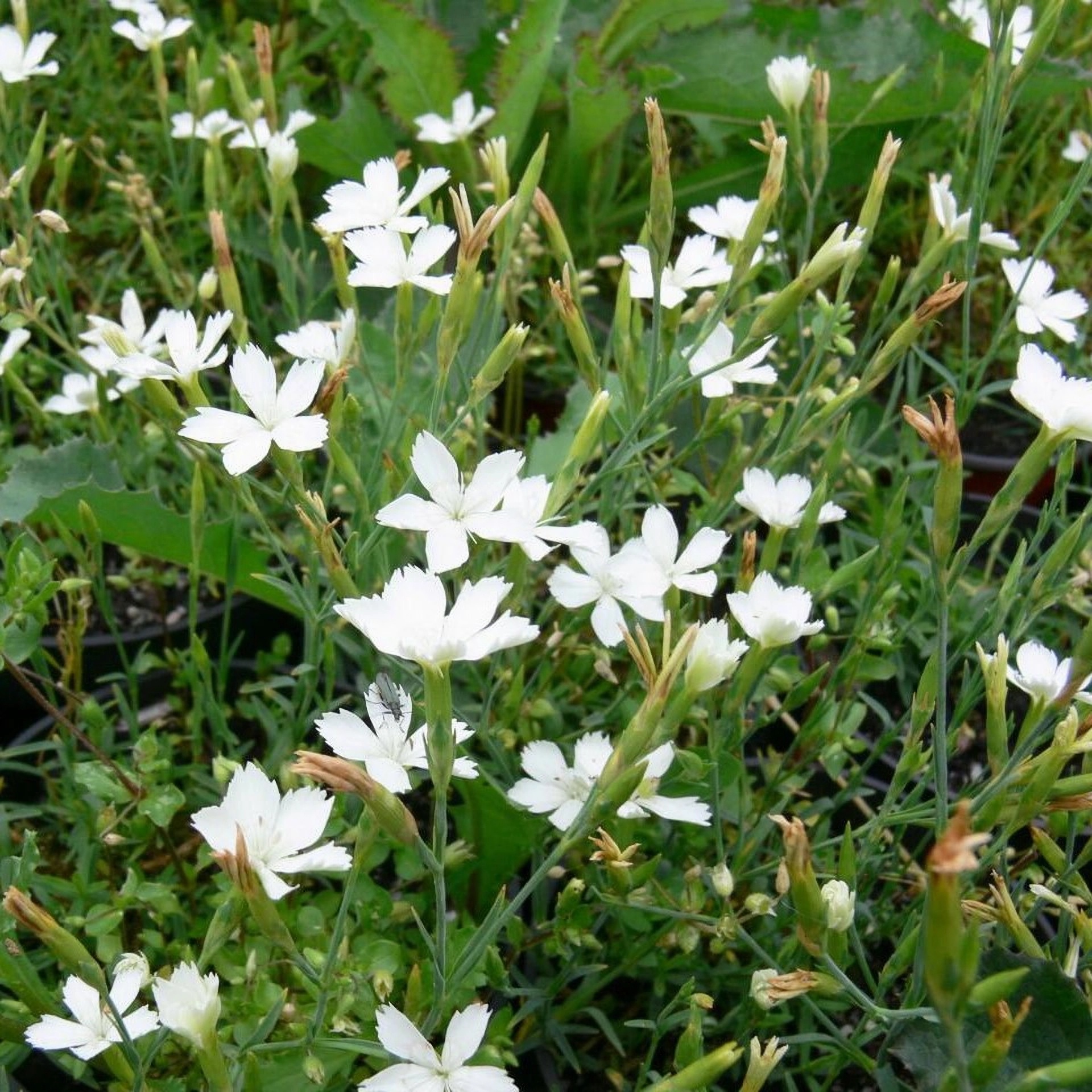 Превью изображения