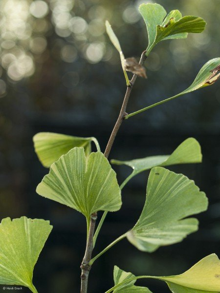 Превью изображения