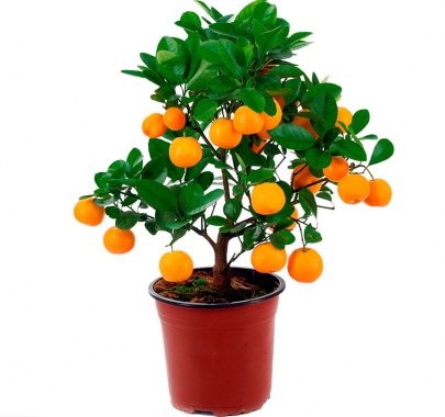 Превью изображения