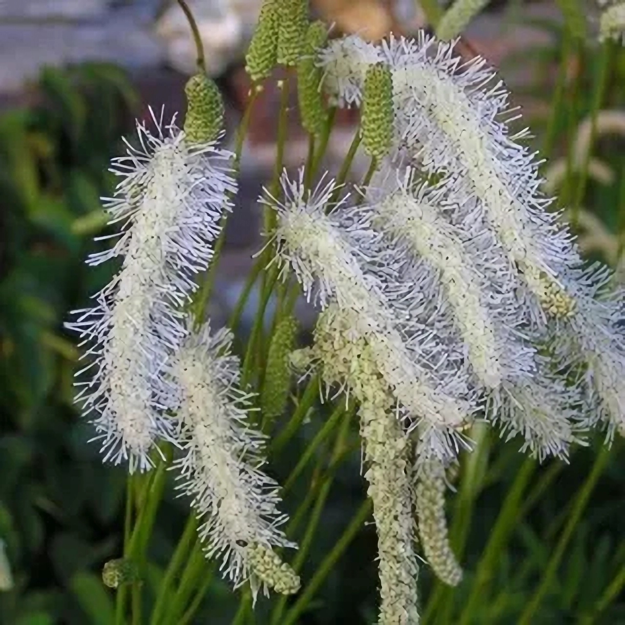 Превью изображения