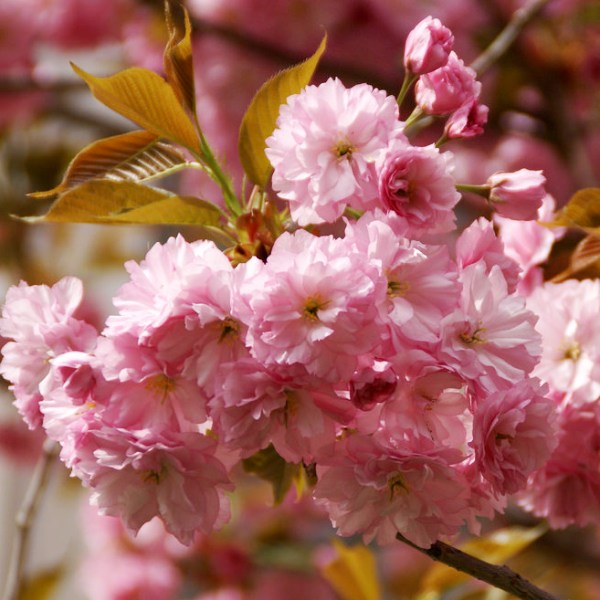 Превью изображения