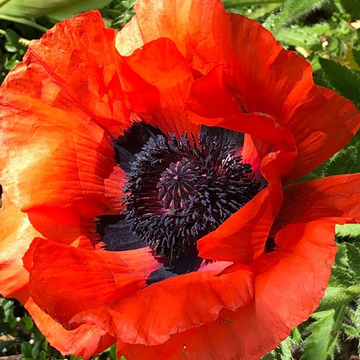 Превью изображения