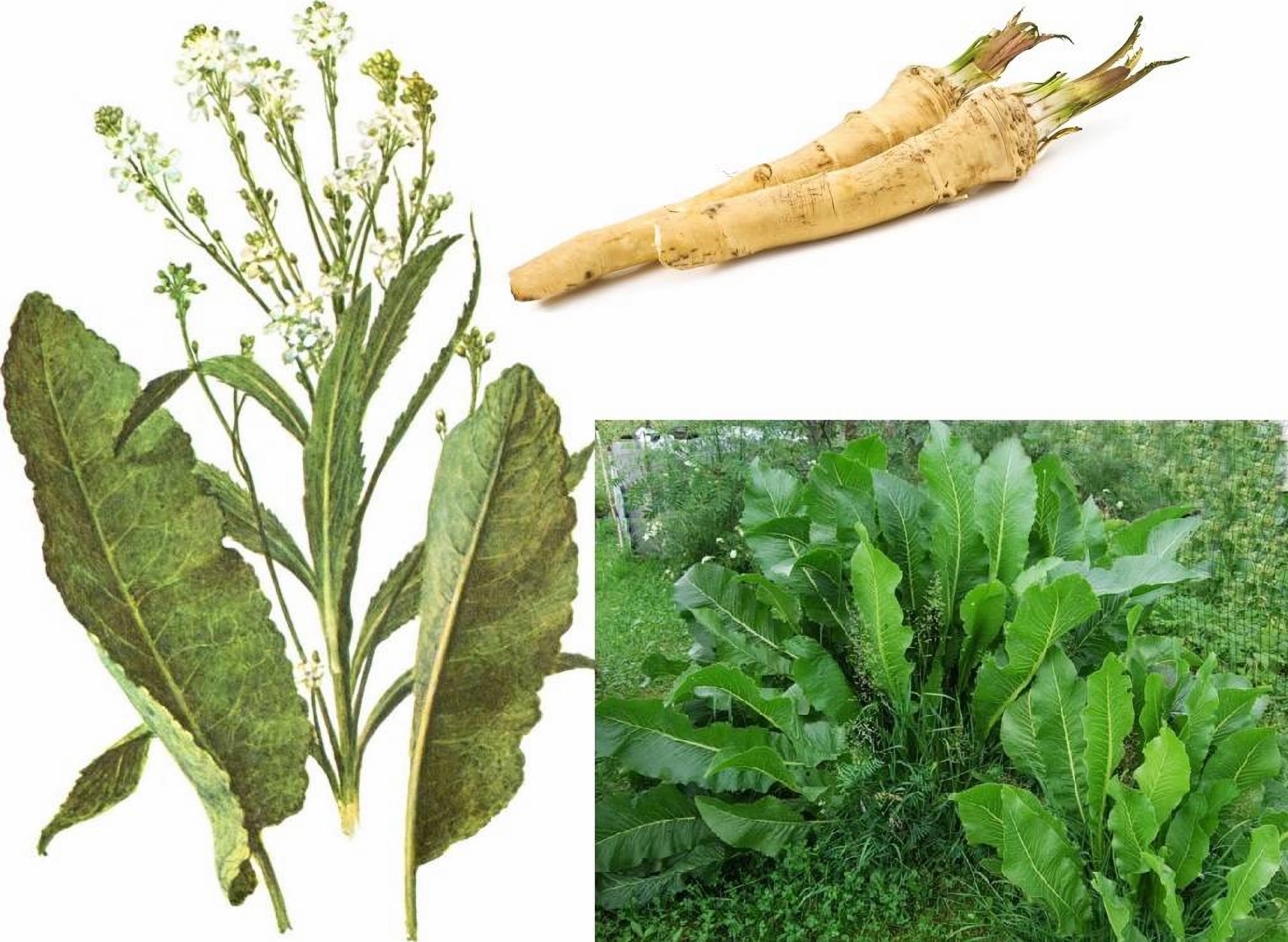 Превью изображения