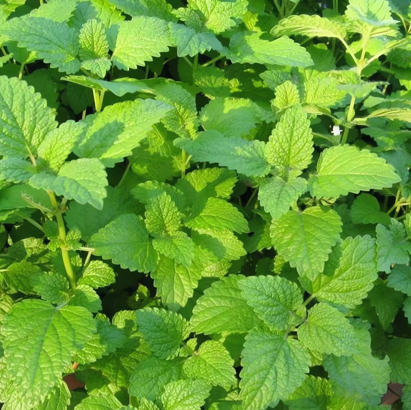 Превью изображения