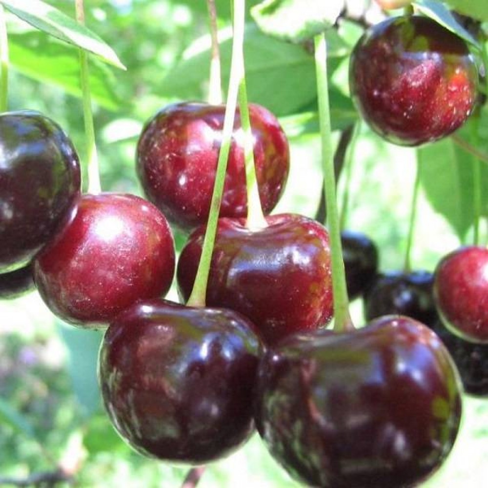 Превью изображения