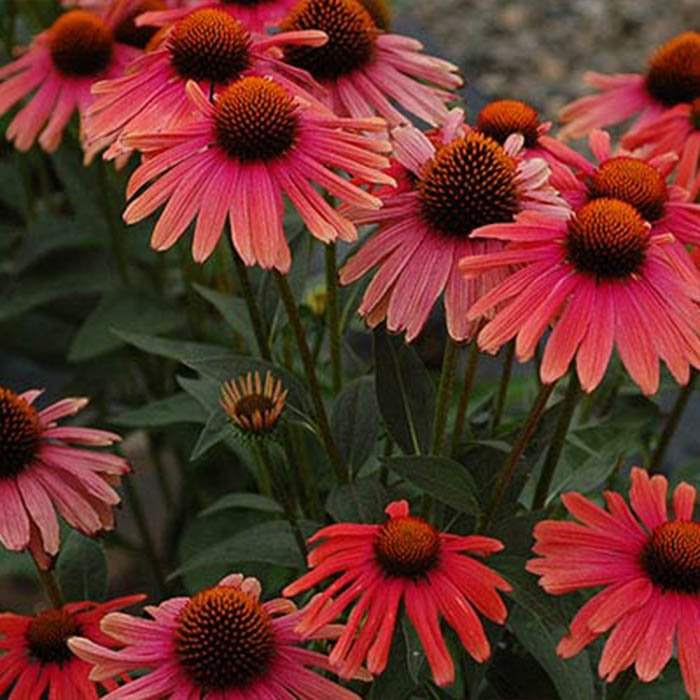 Превью изображения