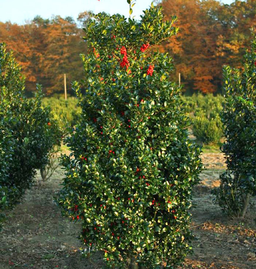 Превью изображения