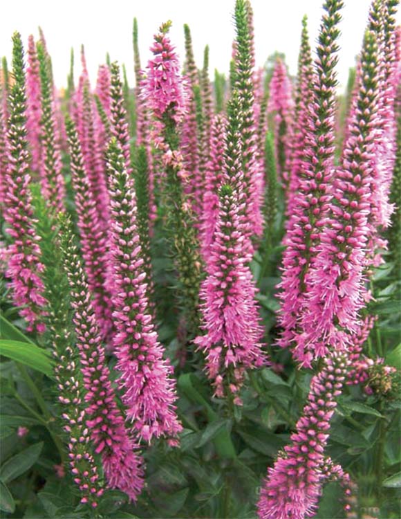 Превью изображения