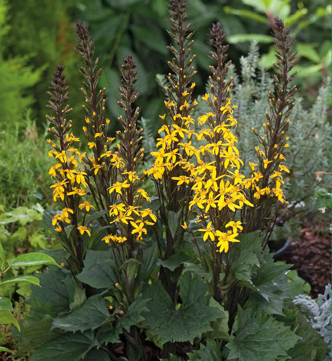 Превью изображения