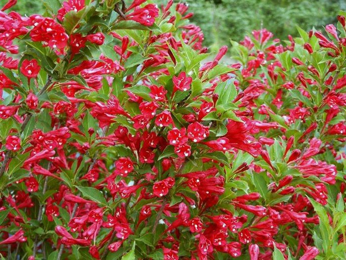 Превью изображения