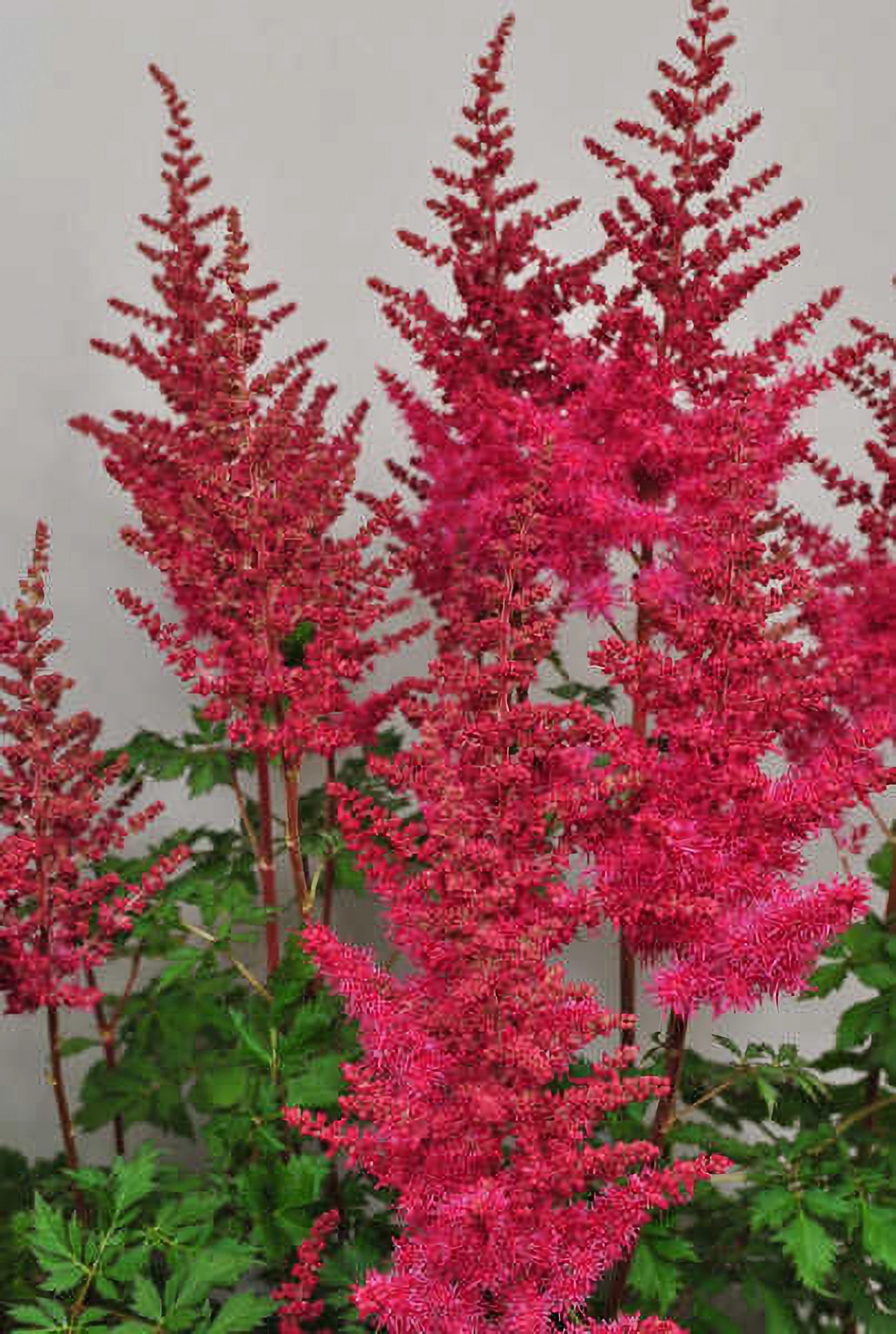 Превью изображения