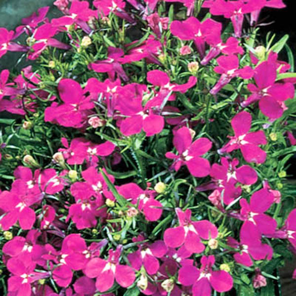 Превью изображения