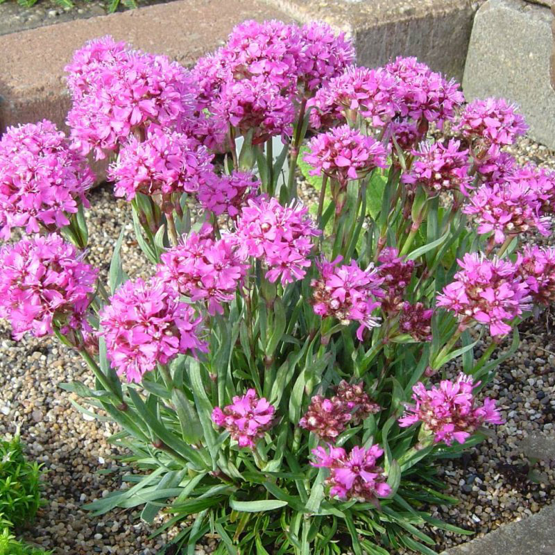 Превью изображения