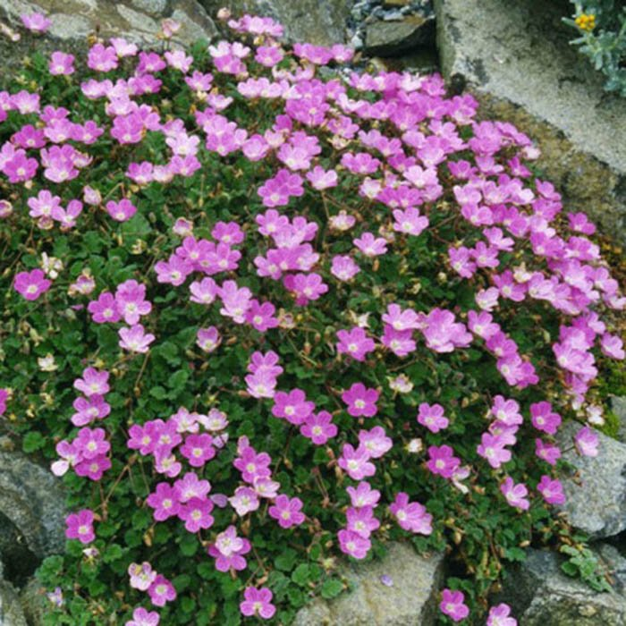 Превью изображения