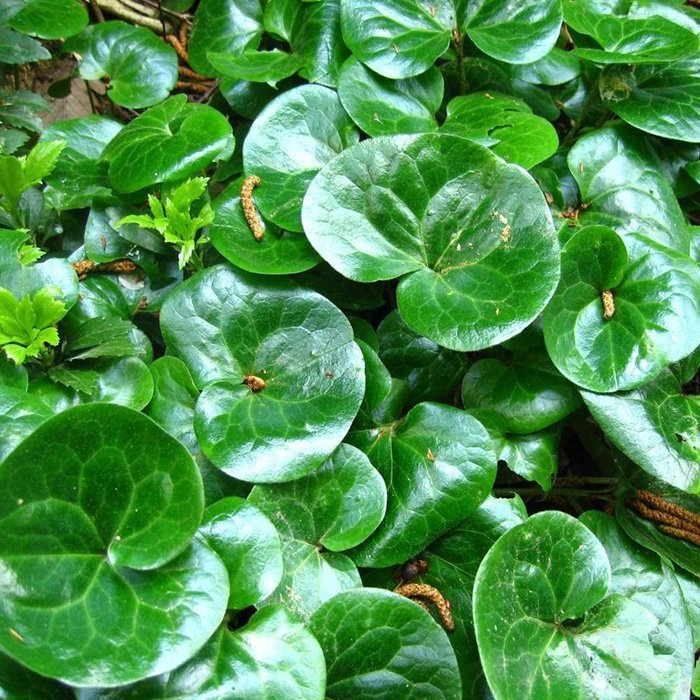 Превью изображения