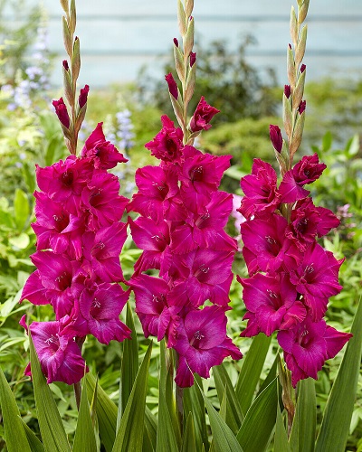 Превью изображения