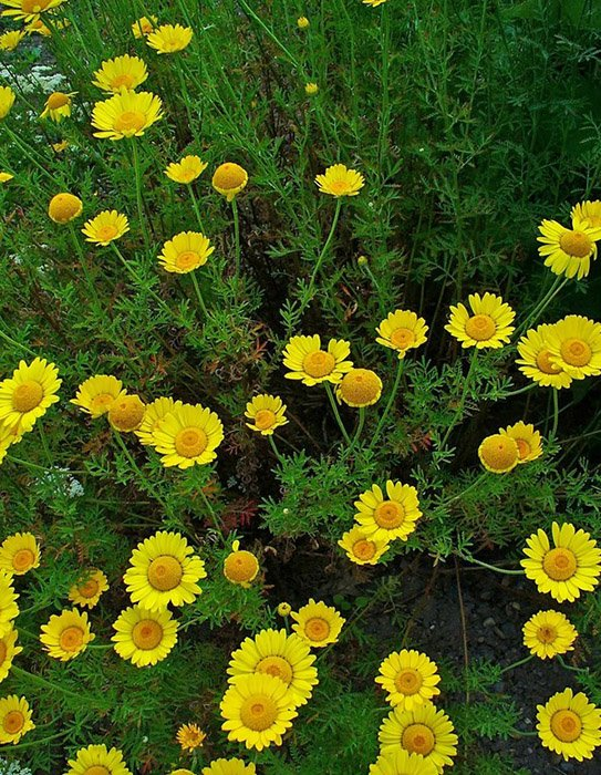 Превью изображения