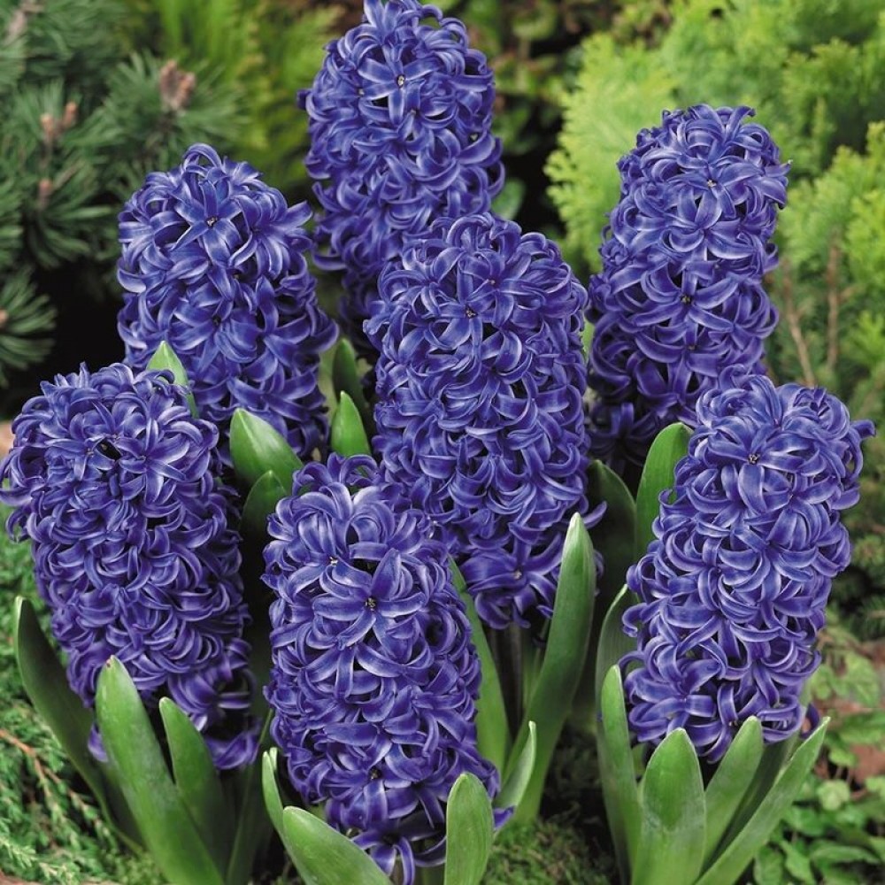 Превью изображения