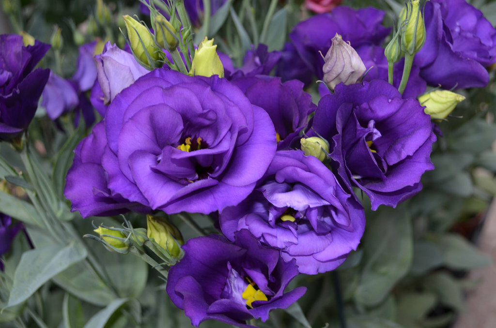 Превью изображения