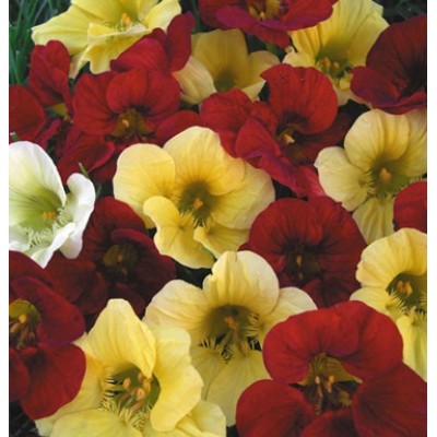 Превью изображения