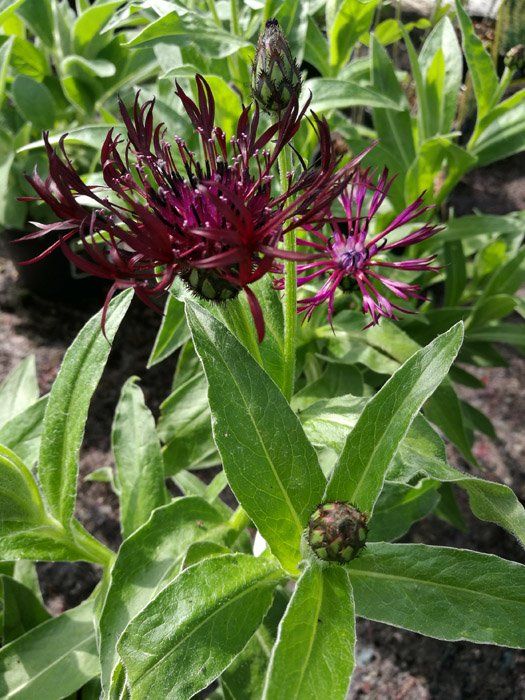 Превью изображения