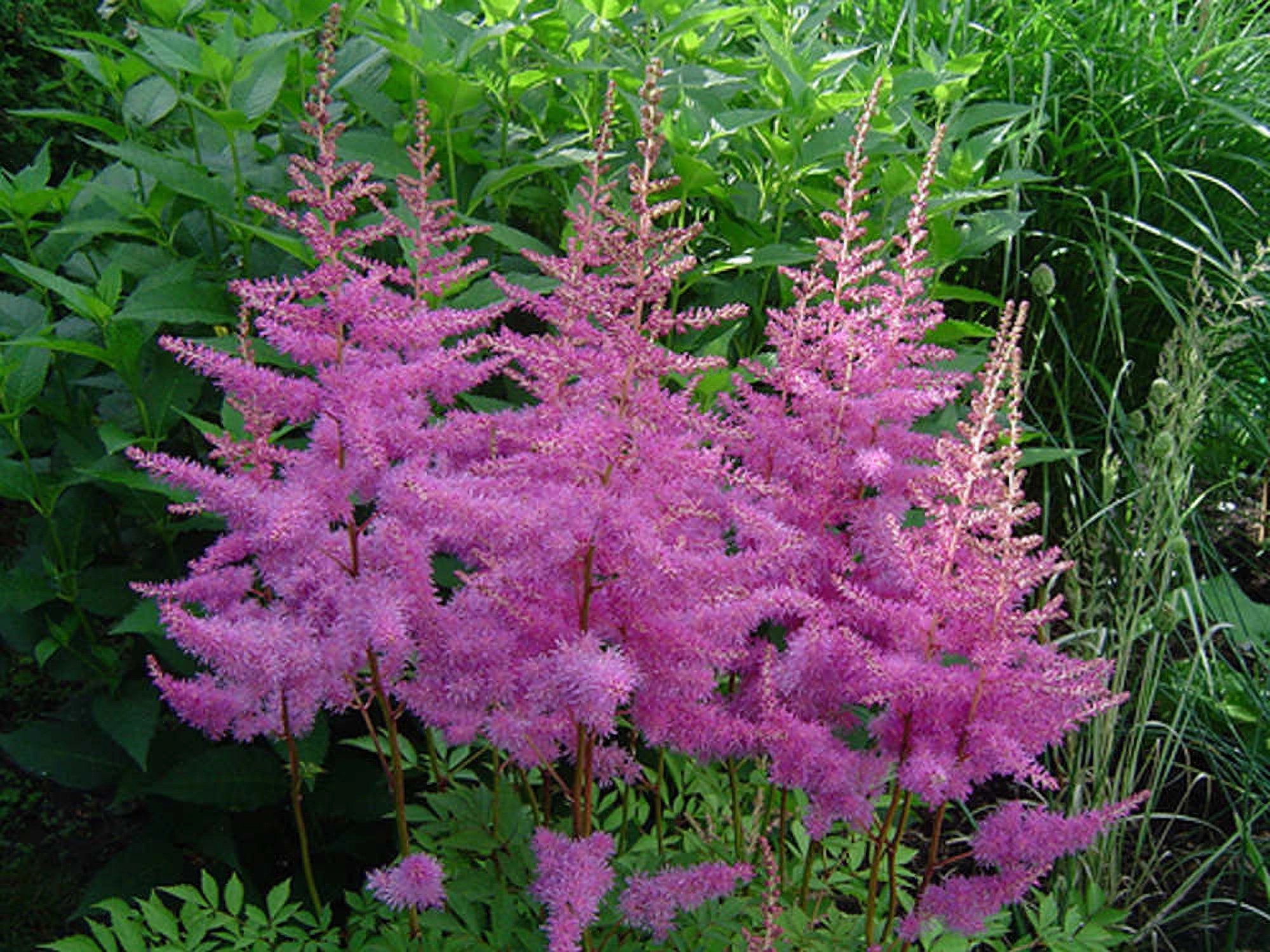 Превью изображения