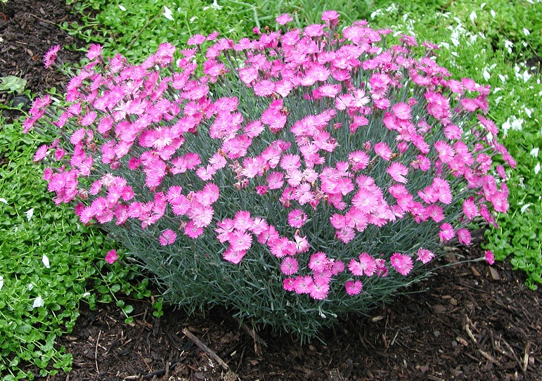 Превью изображения