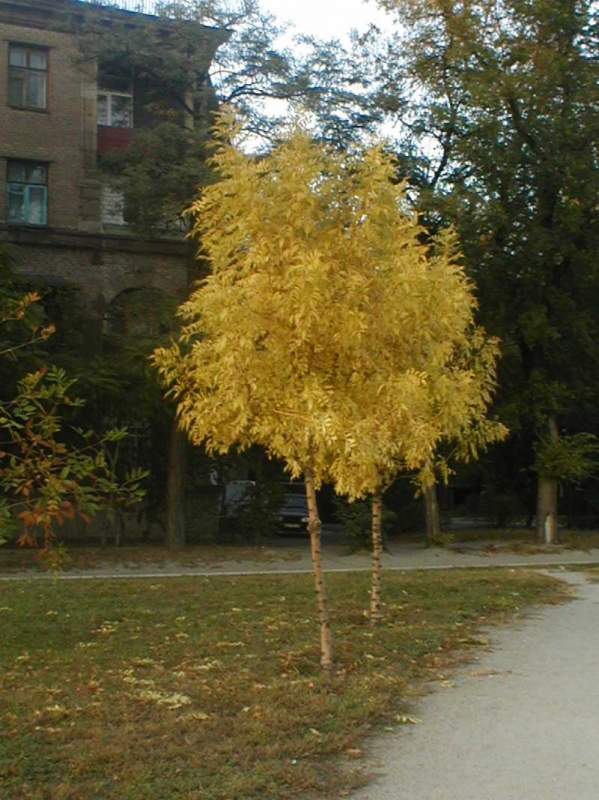 Превью изображения