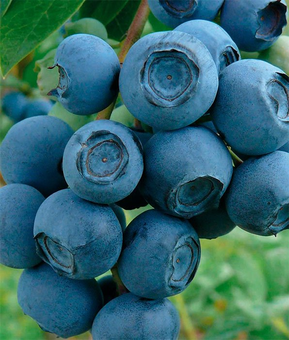 Превью изображения