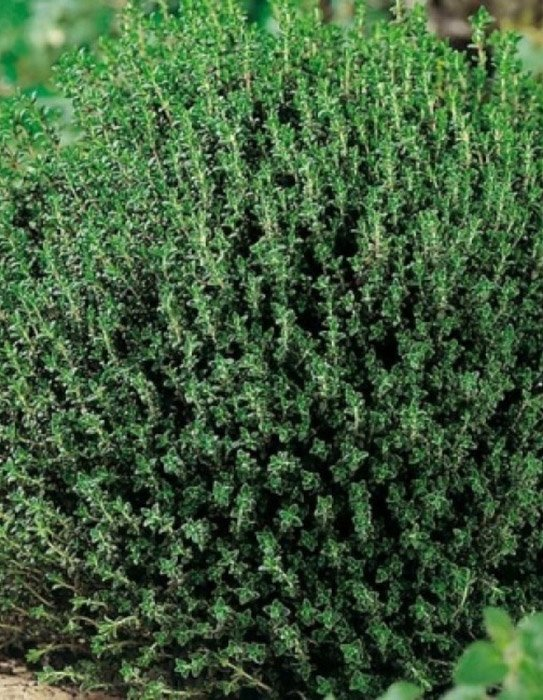 Превью изображения