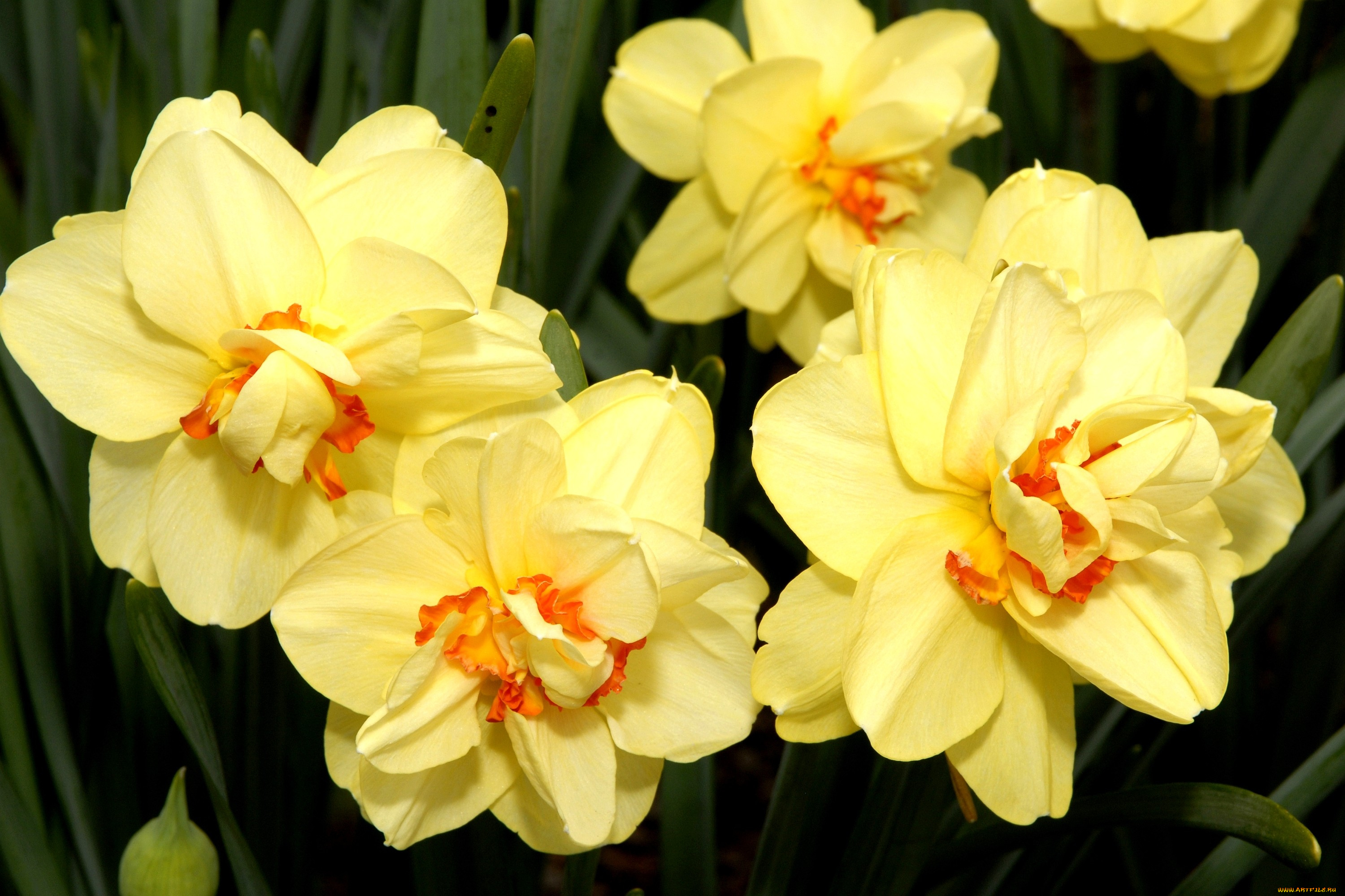 Превью изображения