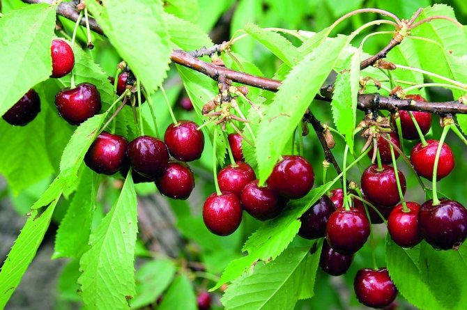 Превью изображения