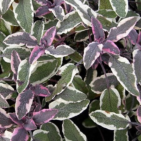 Превью изображения